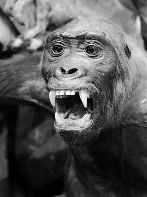 manchester museum 9-2023 8770-