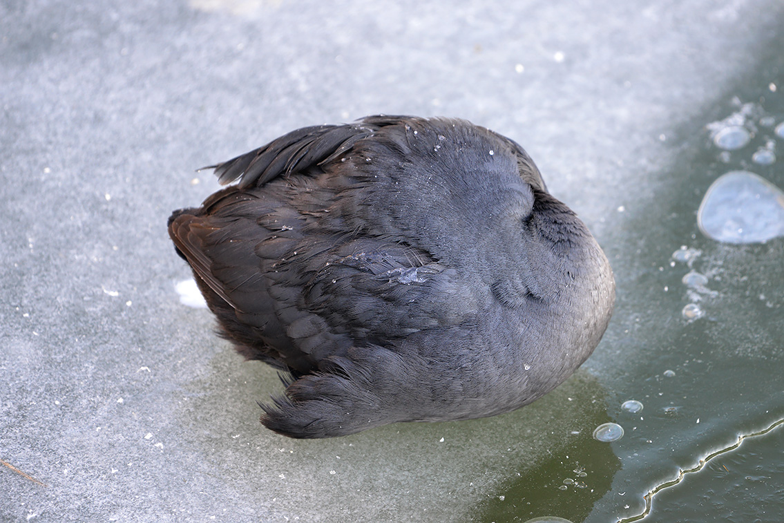 meerkoet (Fulica atra) 2-2021 5858