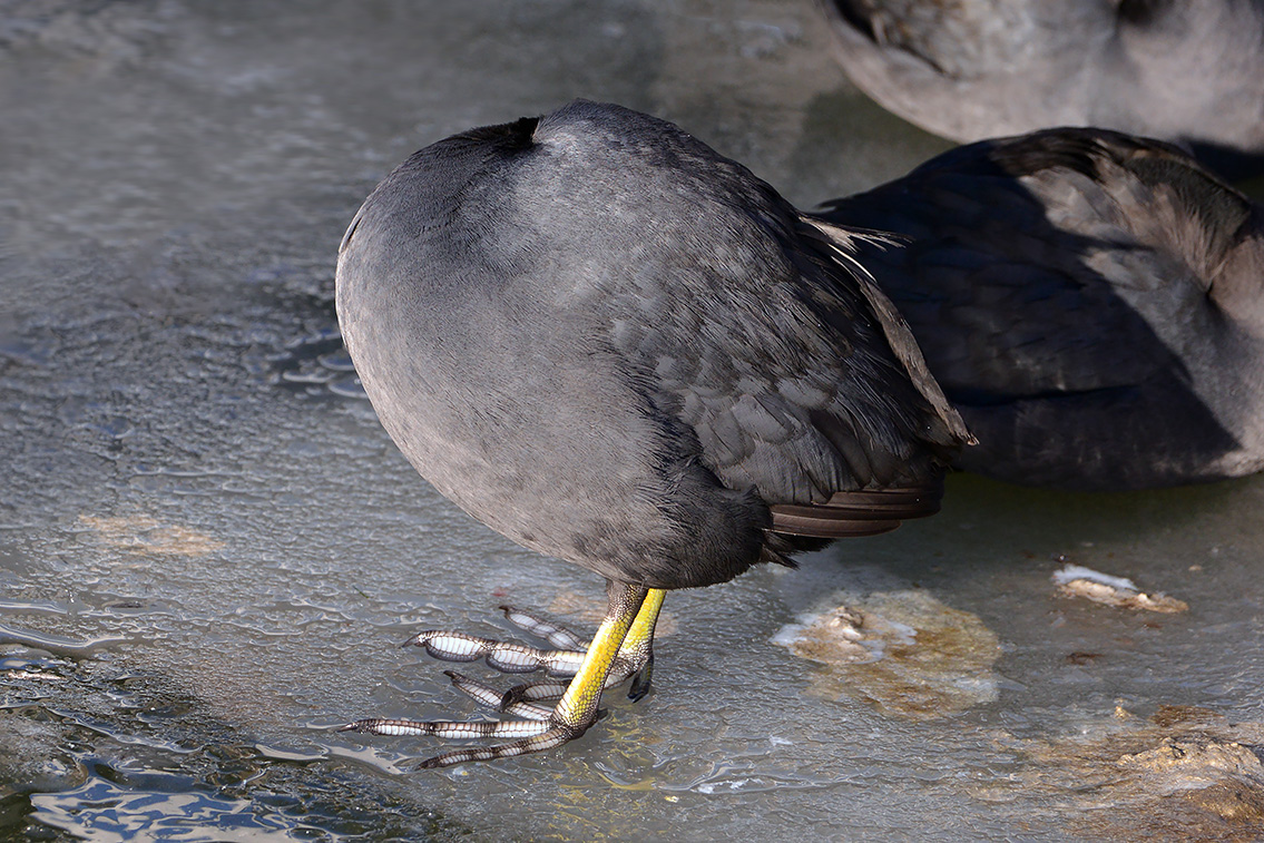 meerkoet (Fulica atra) 2-2021 6123