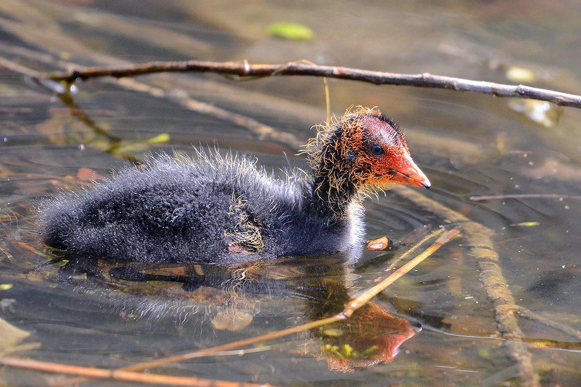 meerkoet (Fulica atra) 5-2021 7124