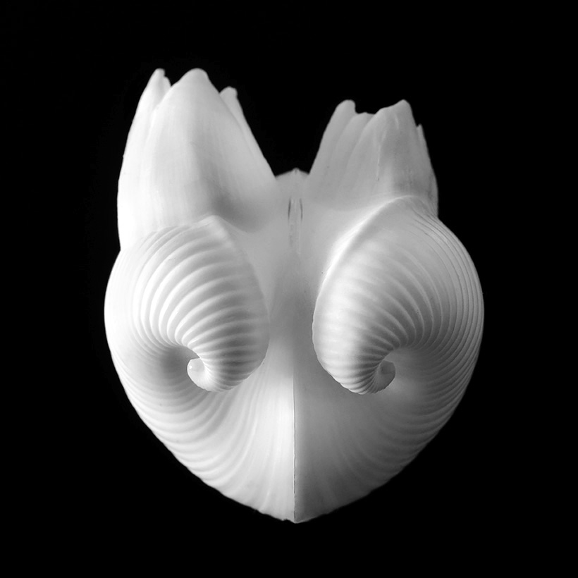 meiocardia moltkiana 5-2019 9437