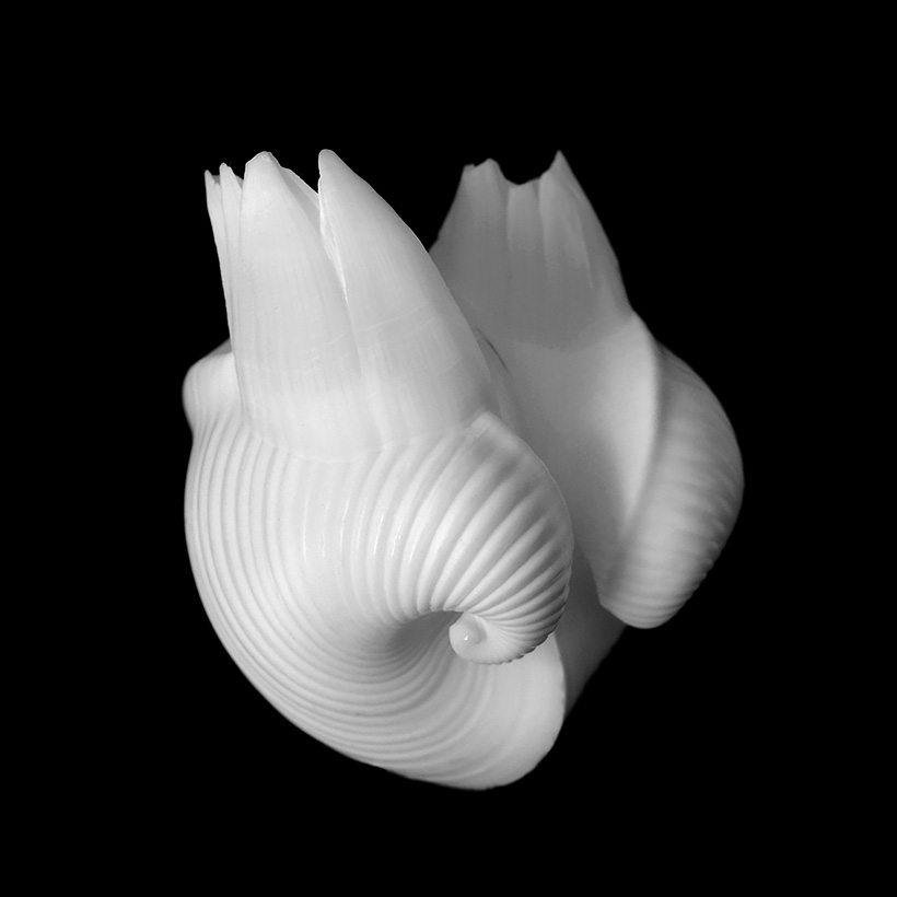 meiocardia moltkiana 5-2019 9439