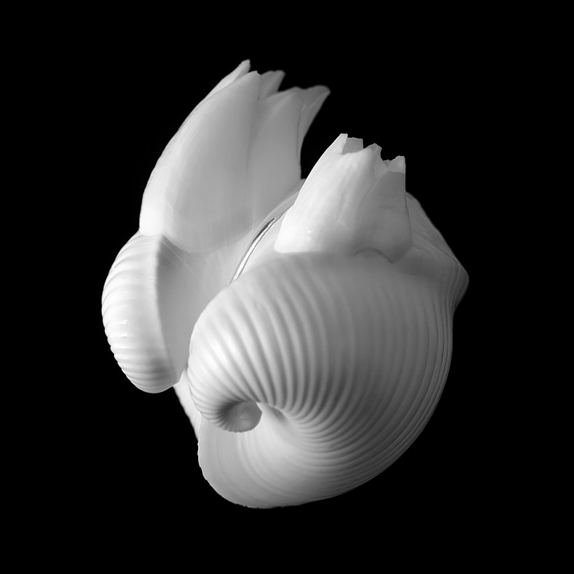 meiocardia moltkiana 5-2019 9440