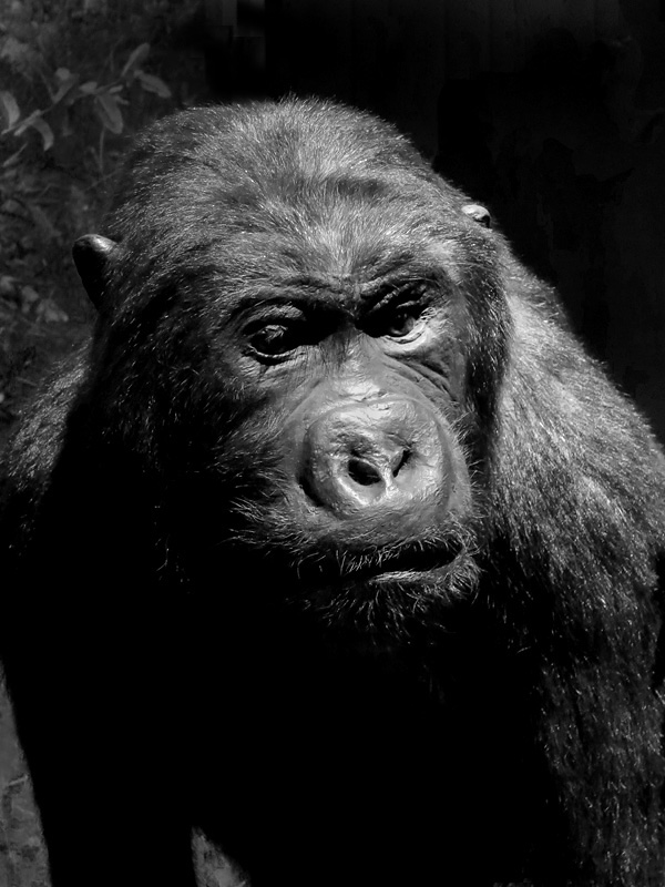 mnhn parijs 12-2015 8402