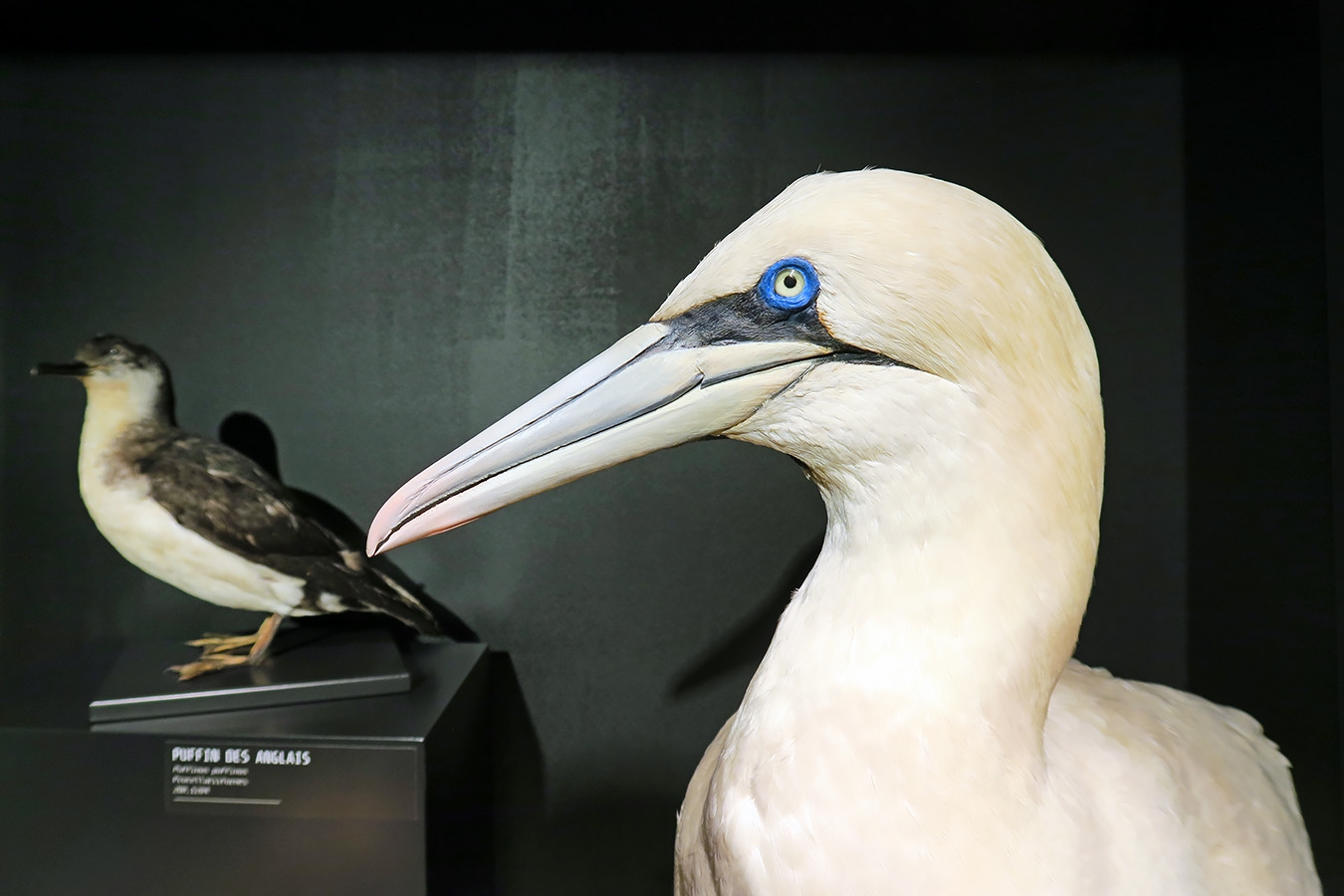 mobe orleans 8-2025 2553