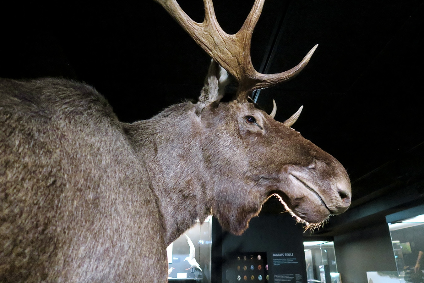 mobe orleans 8-2025 2611