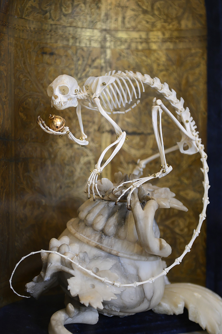 moustached tamarin darwin sinke v tongeren 6-2022 3761