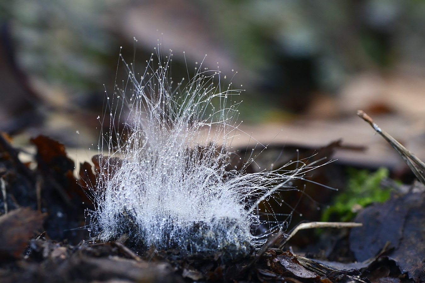 mucorales schimmel 10-2024 1397