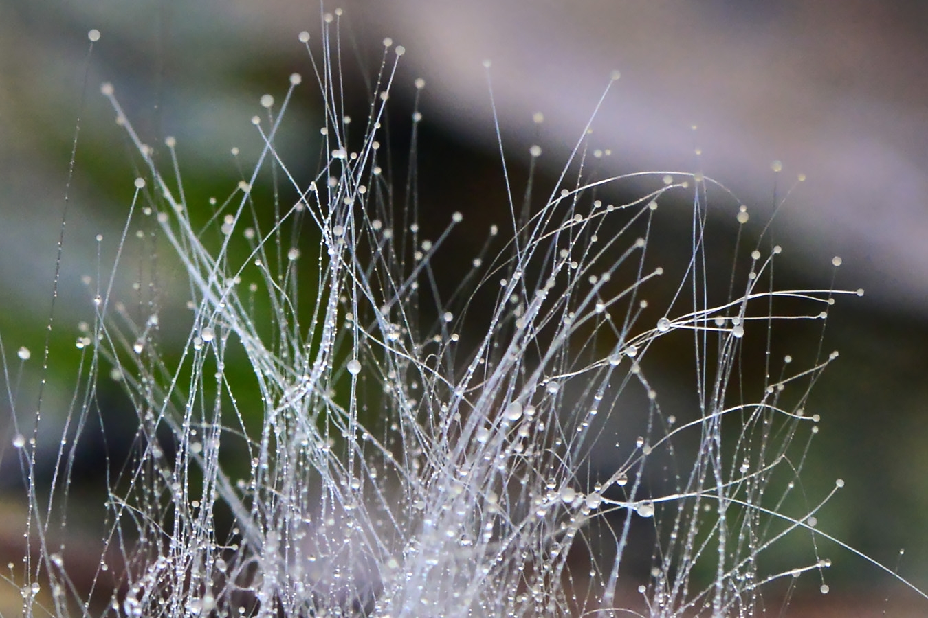 mucorales schimmel 10-2024 1398