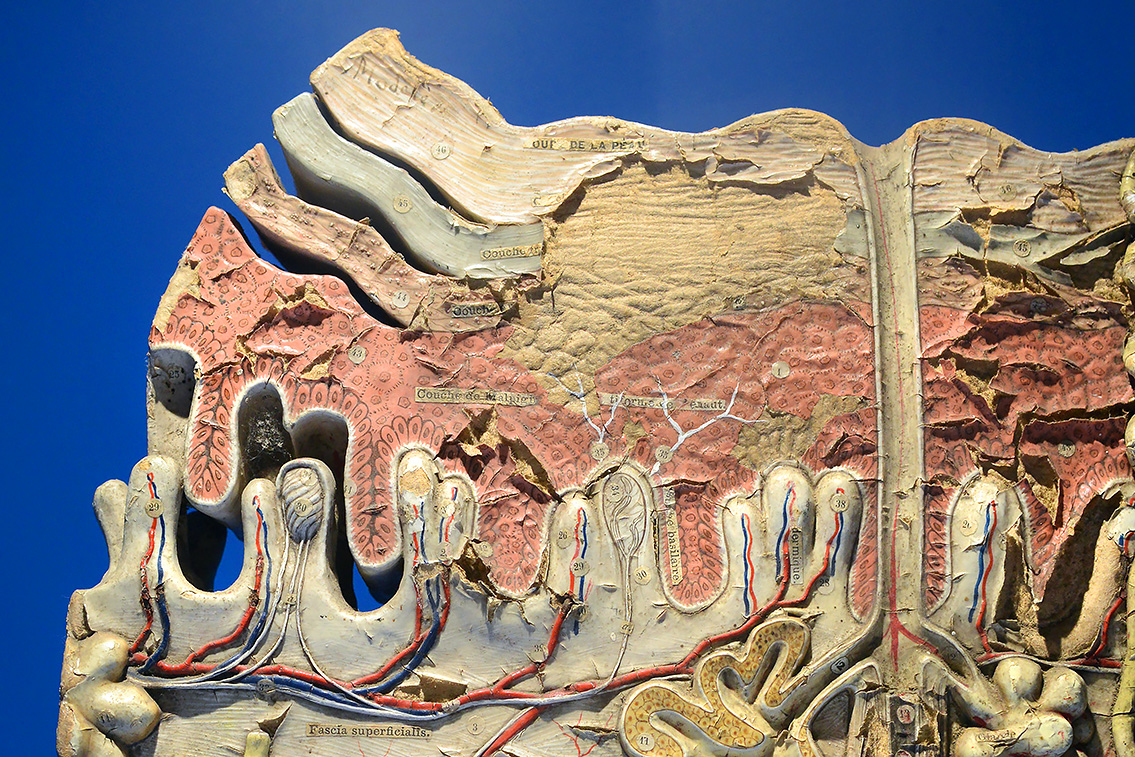 musee des ecorches de anatomie neubourg 10-2021 0420