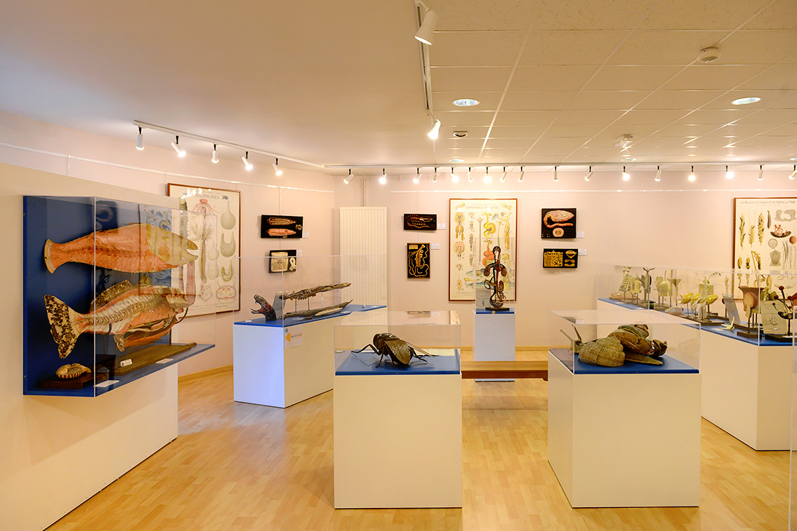 musee des ecorches de anatomie neubourg 10-2021 0429