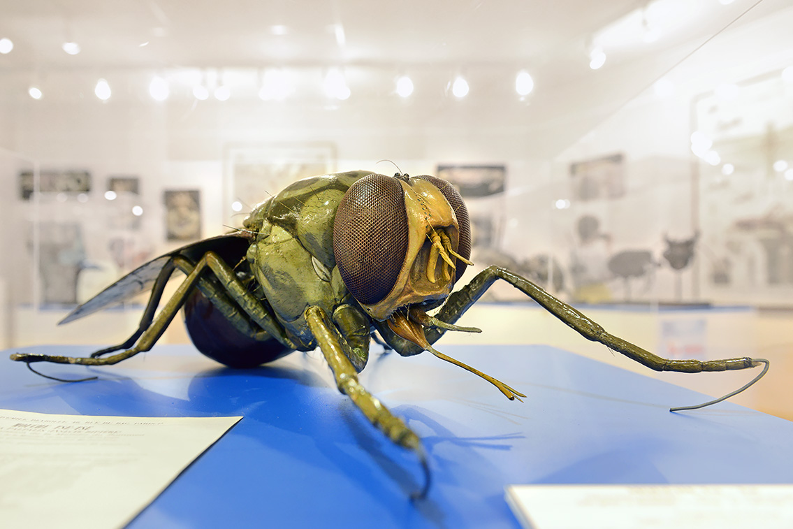 musee des ecorches de anatomie neubourg 10-2021 0498