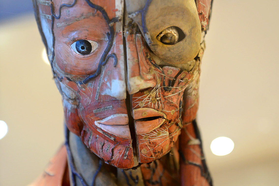 musee des ecorches de anatomie neubourg 10-2021 0511