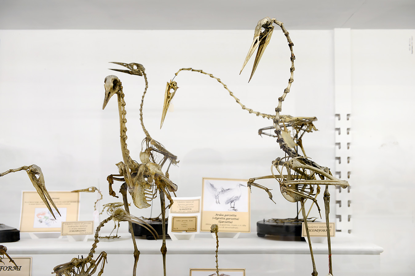 museo di anatomia comparata bologna 8-2022 4672