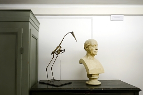 museo di anatomia comparata bologna 8-2022 4687