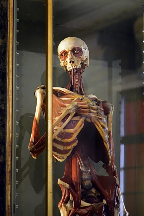 museo di anatomia umana bologna 8-2022 4050