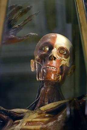 museo di anatomia umana bologna 8-2022 4729