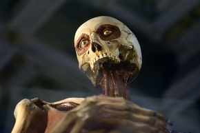 museo di anatomia umana bologna 8-2022 4776