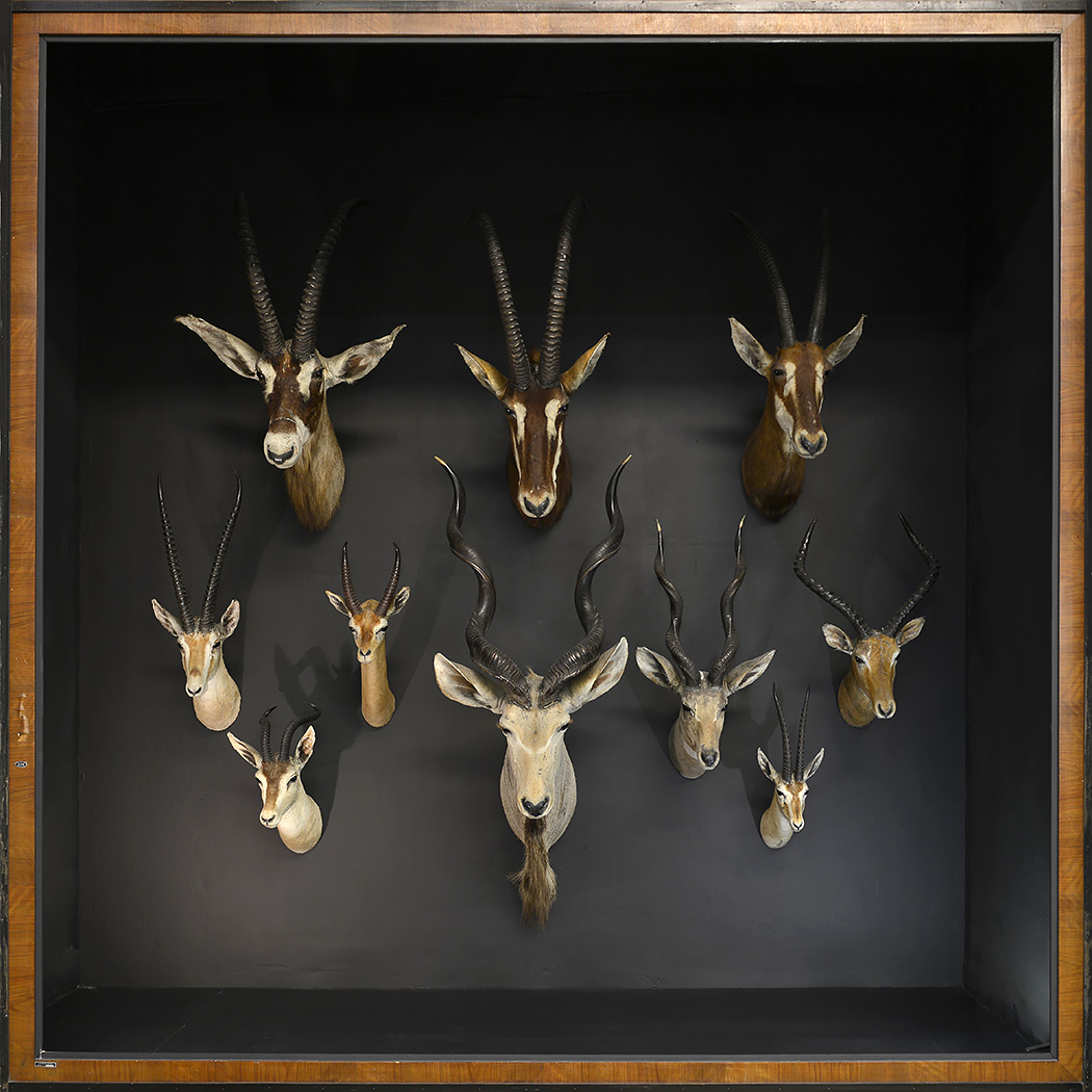 museo di zoologica bologna 8-2022 4378