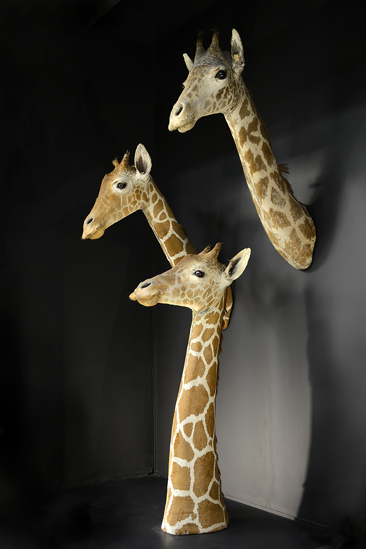 museo di zoologica bologna 8-2022 4430