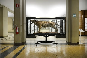 museo di zoologica bologna 8-2022 4432