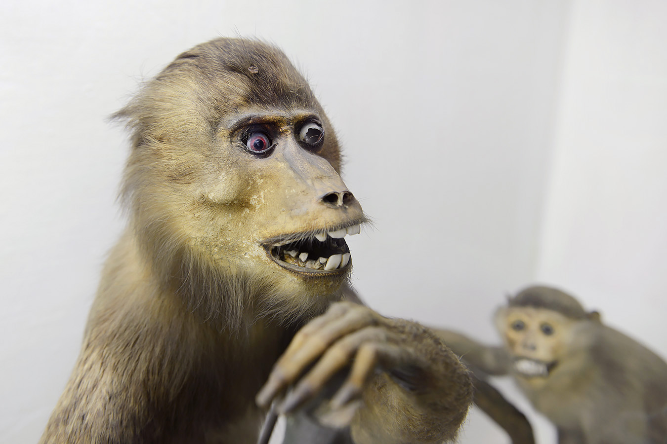 museo di zoologica bologna 8-2022 4522