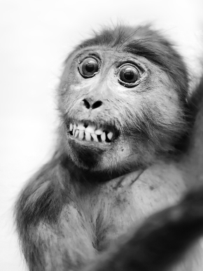 museo di zoologica bologna 8-2022 4526-