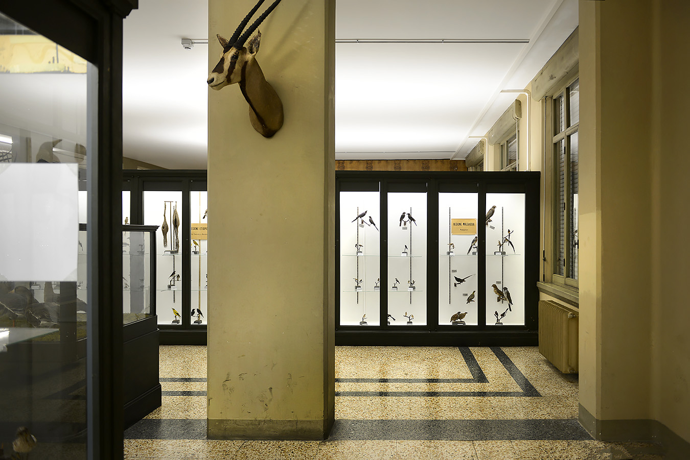 museo di zoologica bologna 8-2022 4568