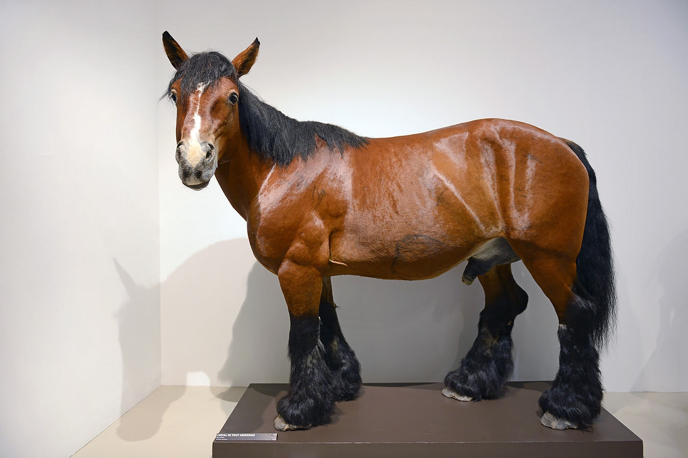 museum aquarium de nancy 8-2022 3836