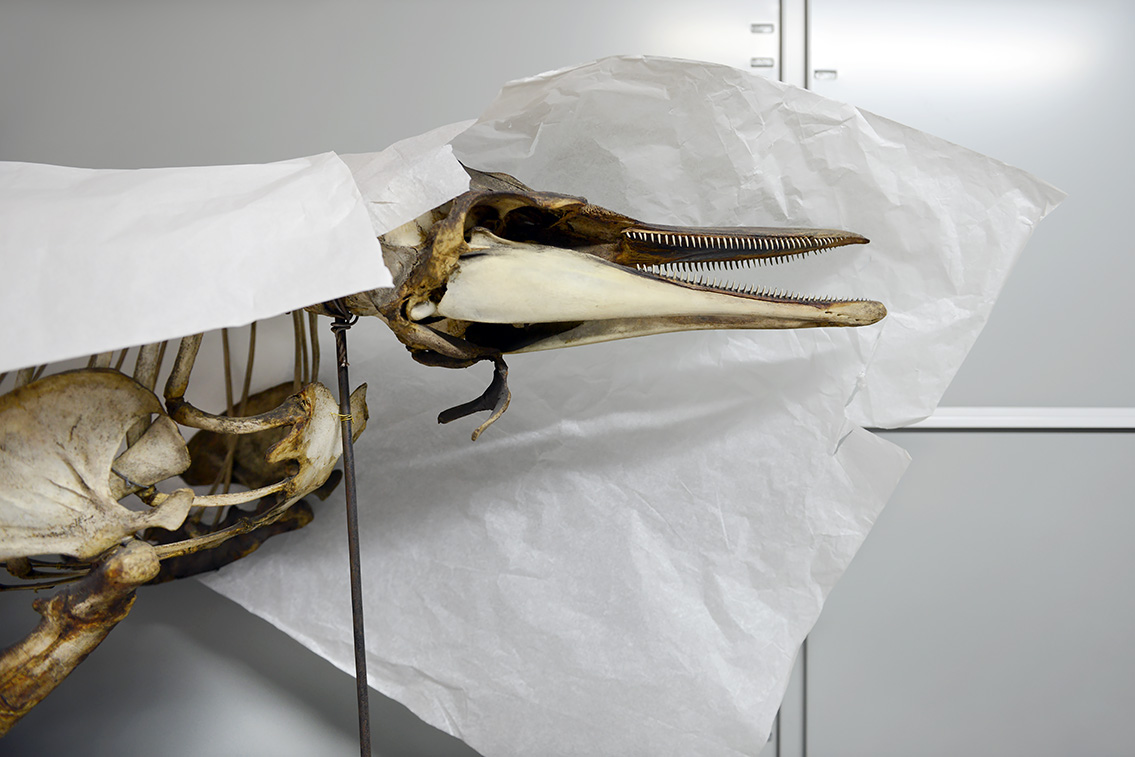 museum de histoire naturelle rouen 10-2021 0245