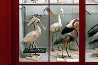museum de histoire naturelle rouen 8-2021 9386