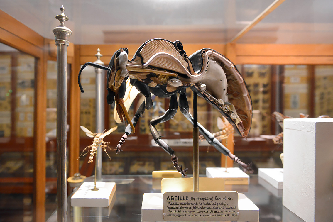 museum de histoire naturelle rouen 8-2021 9419
