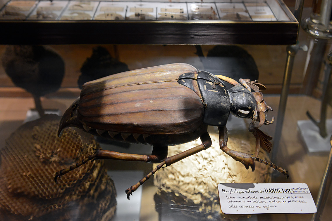 museum de histoire naturelle rouen 8-2021 9422