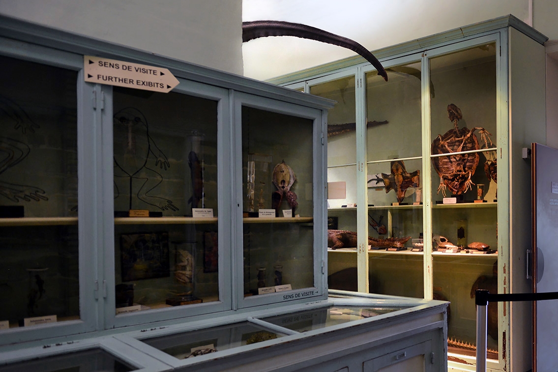 museum de histoire naturelle rouen 8-2021 9434