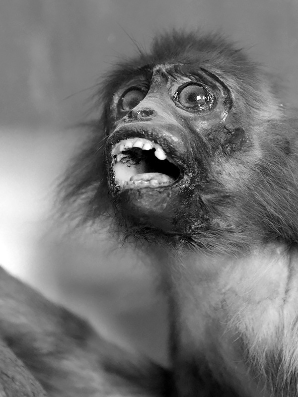 museum de histoire naturelle rouen 8-2021 9489