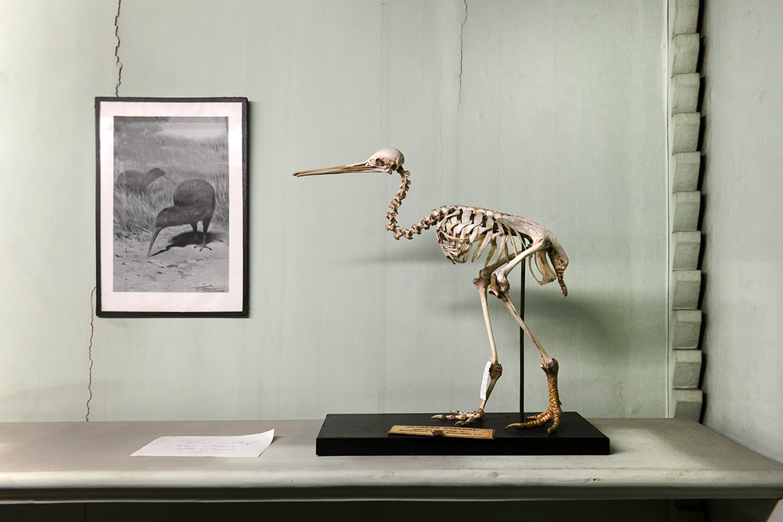 museum de histoire naturelle rouen 8-2021 9503