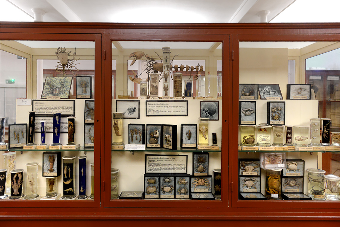 museum de histoire naturelle rouen 8-2021 9513