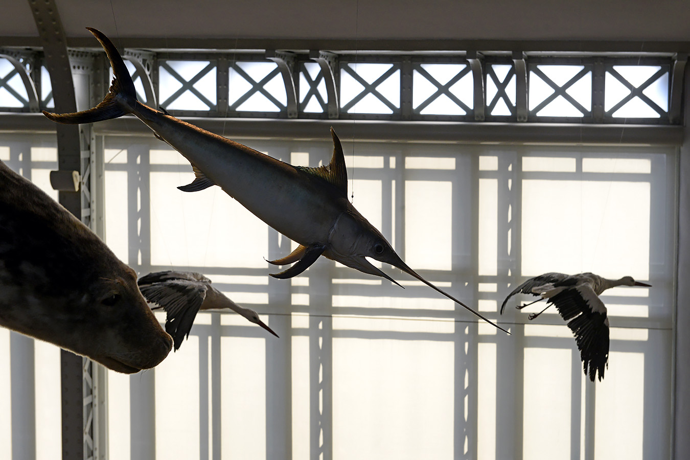 museum voor natuurwetenschappen brussel 11-2022 5601