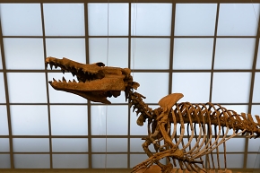 museum voor natuurwetenschappen brussel 11-2022 5611