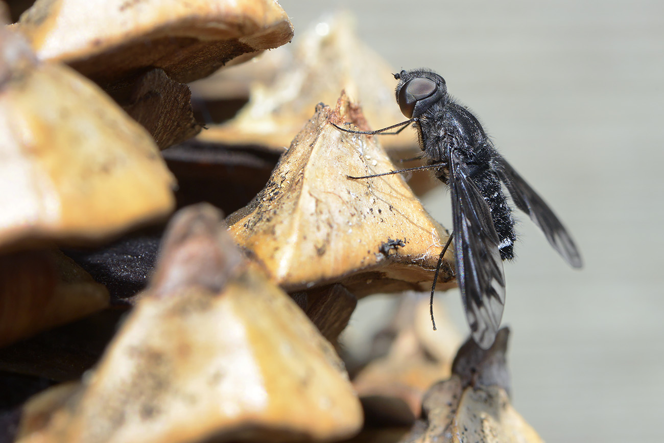 muurrouwzwever (anthrax anthrax) 5-25022 2651