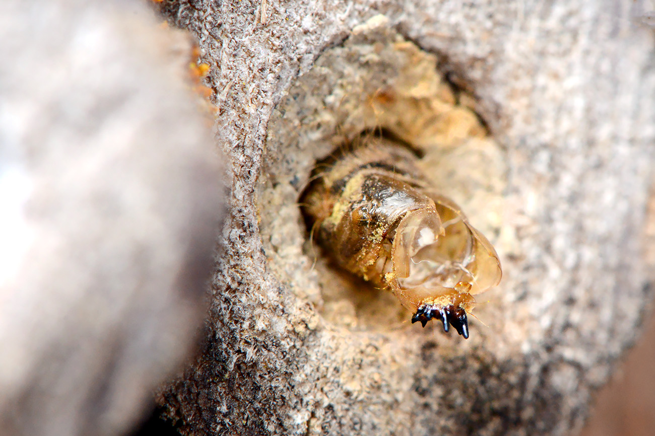 muurrouwzwever (anthrax anthrax) 6-2021 7921