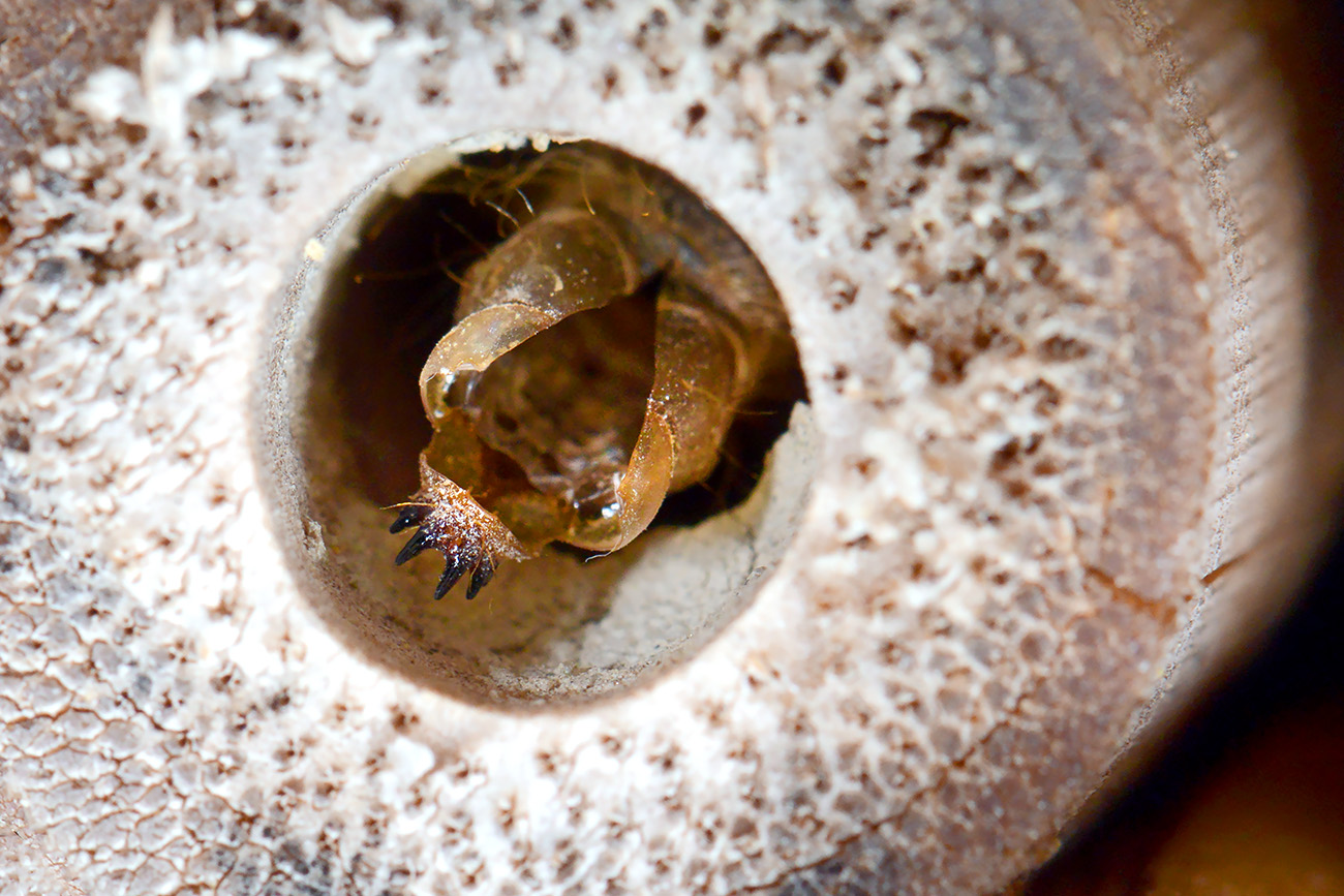 muurrouwzwever (anthrax anthrax) 6-2021 7922