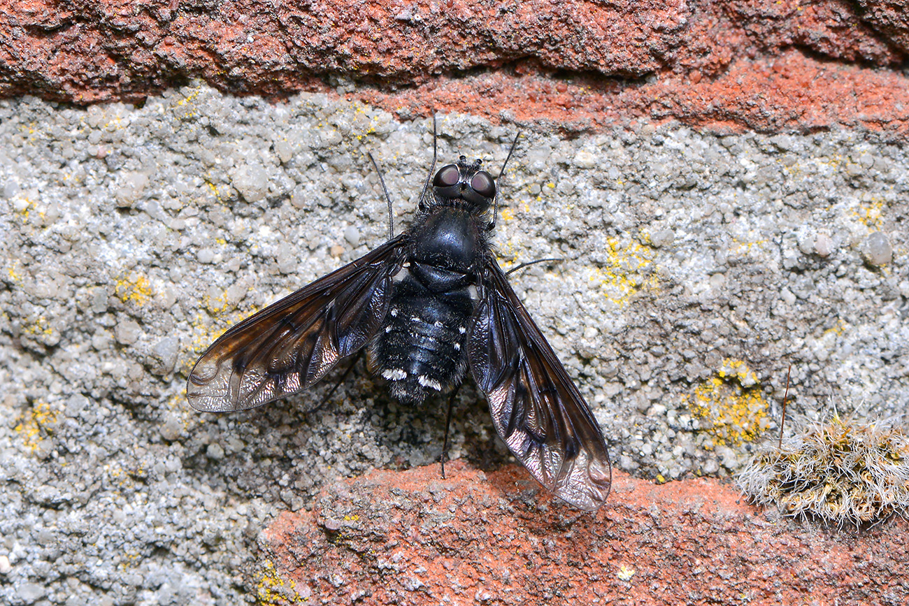 muurrouwzwever anthrax anthrax) 6-2021 7814