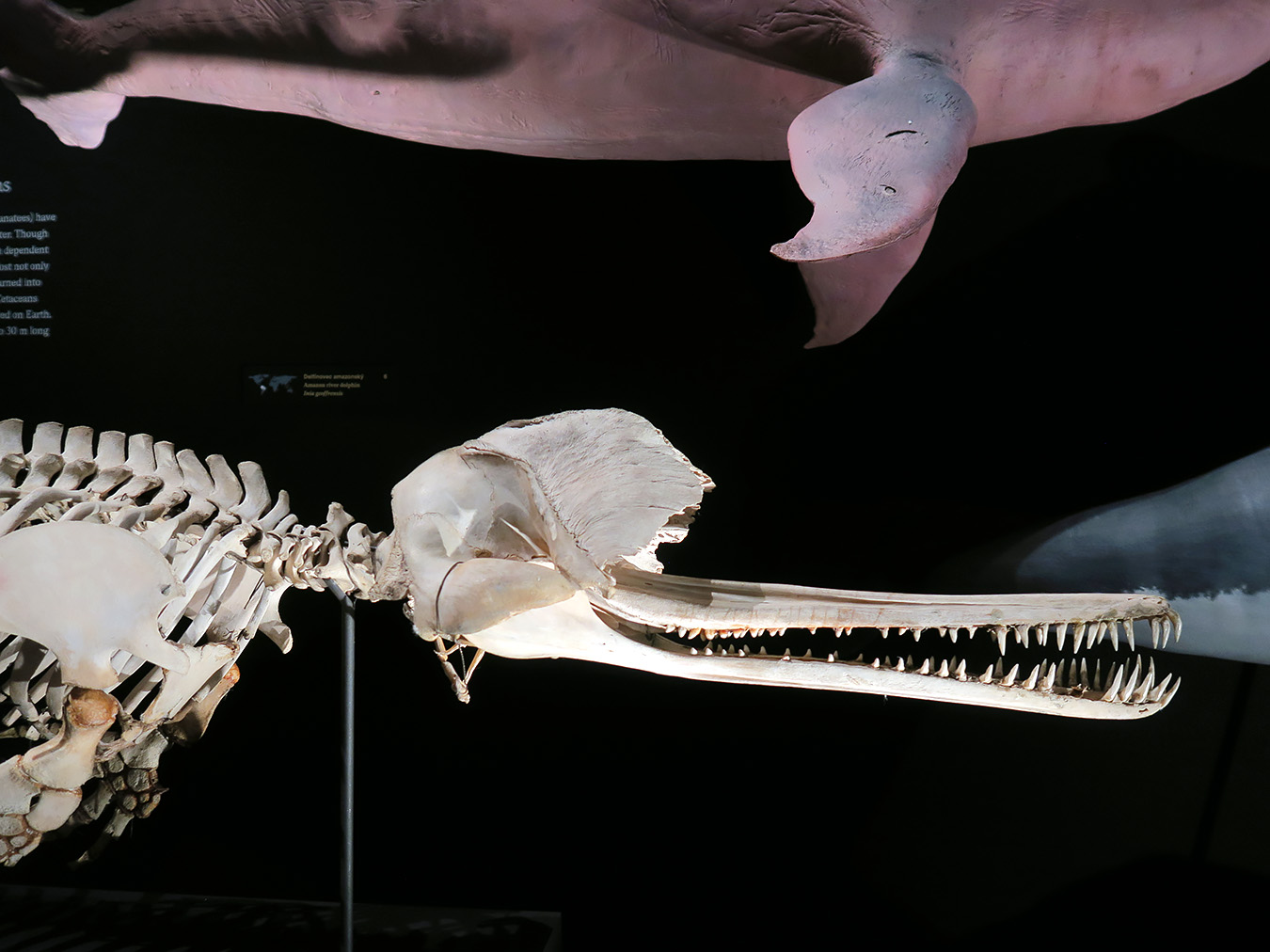 narodni muzeum praag 7-2023 9005