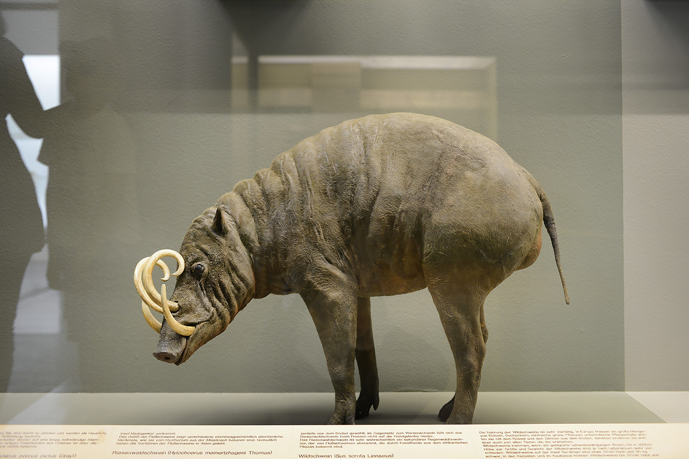 naturhistorisches museum basel 8-2022 4874