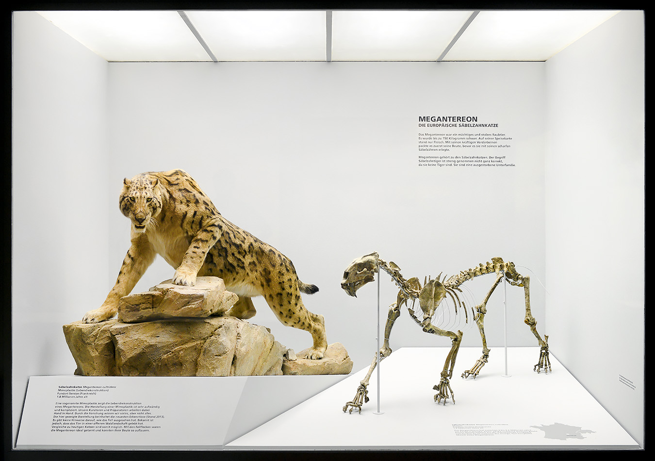 naturhistorisches museum basel 8-2022 4879