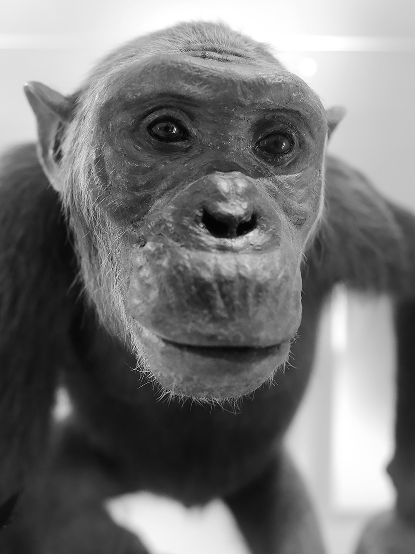 naturhistorisches museum basel 8-2022 4921-