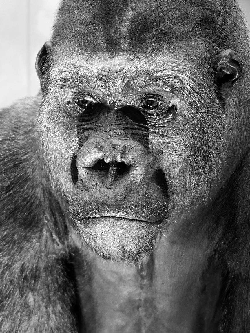 naturhistorisches museum der universitat zurich 8-2024 0963-