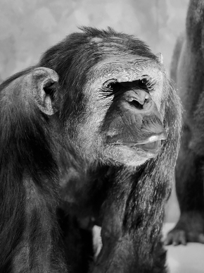 naturhistorisches museum der universitat zurich 8-2024 0964-