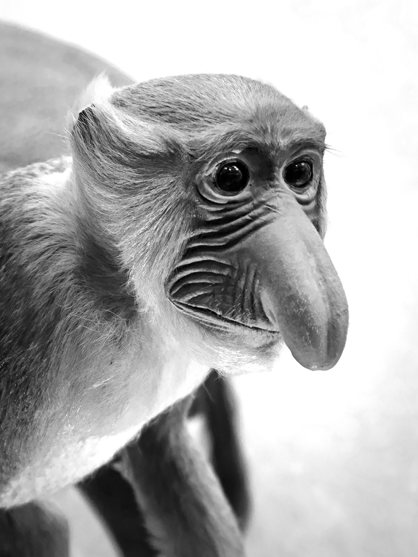 naturhistorisches museum der universitat zurich 8-2024 0971-